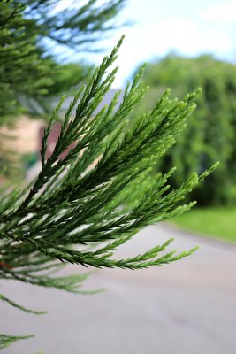Sequoiadendron giganteum - sekvojovec obrovský - jehlice 8